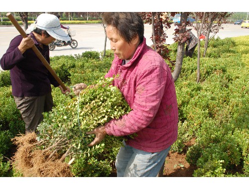 园林绿化工程双包合同